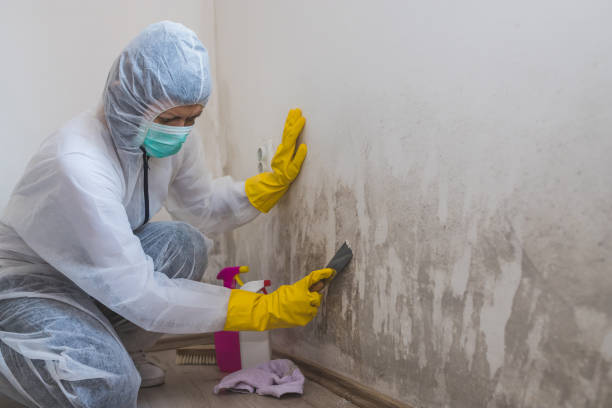 Professional Mold Removal in Fort Collins, CO